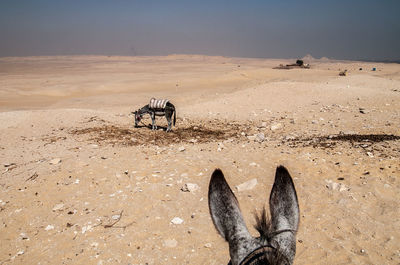 Horse in a desert