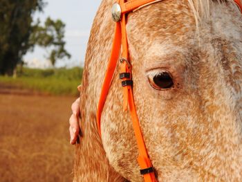 Close-up of horse on field