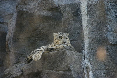 View of snow leopard on rock at zoo