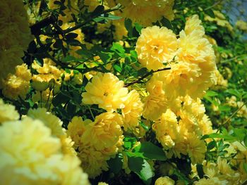 Close-up of yellow flowers blooming outdoors