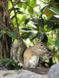 Squirrel on tree