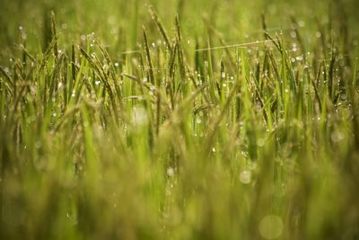 Full frame shot of wet crops
