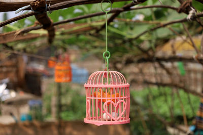 Close-up of wineglass hanging on tree