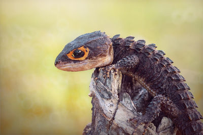 Close-up of a turtle looking away