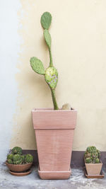 Close-up of potted plant on table