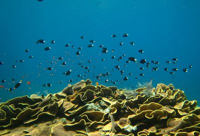 Flock of birds in the sea