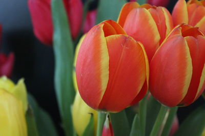 Close-up of red tulips