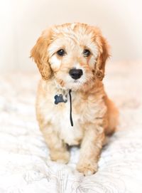 Close-up portrait of dog