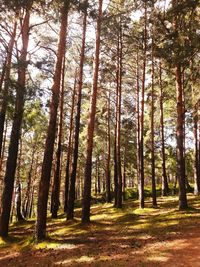 Trees in forest