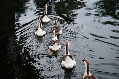 High angle view of ducks swimming on lake