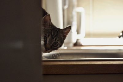 Portrait of a cat looking through window