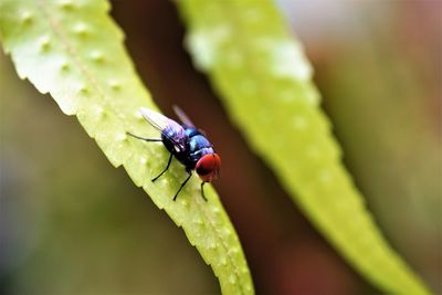 Close-up of fly on leaf