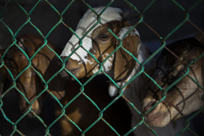 Three goat in the cage