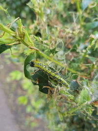 Close-up of insect on plant