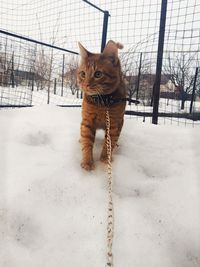 Cat standing in snow covered field