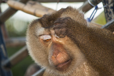 Close-up of monkey
