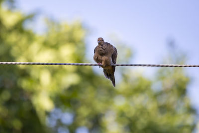 Pretty mourning dove with ruffled feathers staring while perched on wire