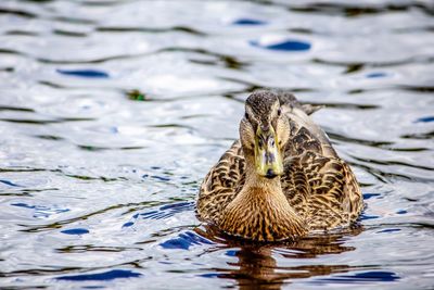 Close-up of mallard duck swimming in lake