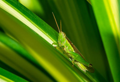 Close-up of insect on leaf
