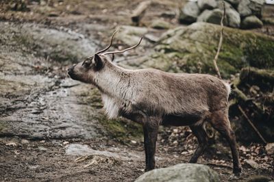 Side view of deer standing in forest