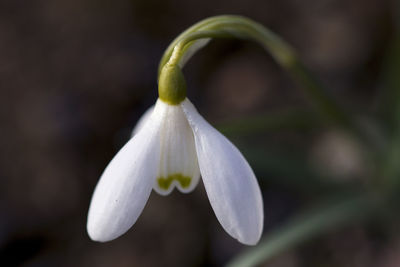 Close-up of white flowering plant