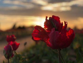 Close-up of red flowers blooming against sky