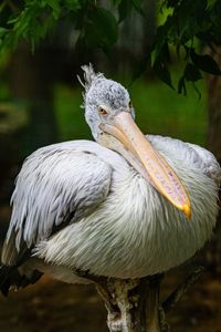 Close-up of eagle perching on tree