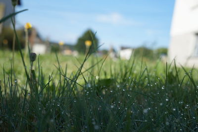 Close-up of grass growing on grassy field