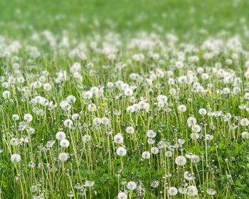 Close-up of white flowering plants on field