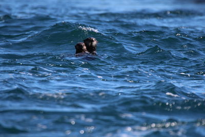 Otters swimming in sea