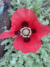 Close-up of red flower