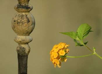 Close-up of yellow flowering plant