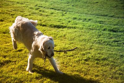 Dog on field