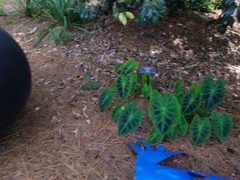 High angle view of plants