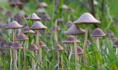 Close-up of mushrooms growing on land