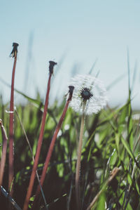 Close-up of dandelion on grass