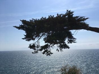 Tree by sea against sky