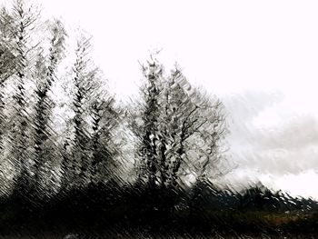 Trees on field against sky
