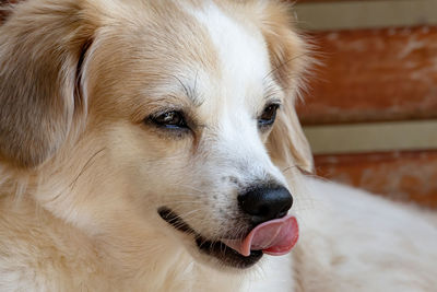 Close-up of dog looking away