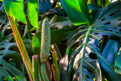 Close-up of succulent plant