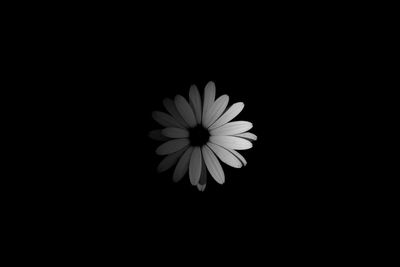 Close-up of daisy against black background