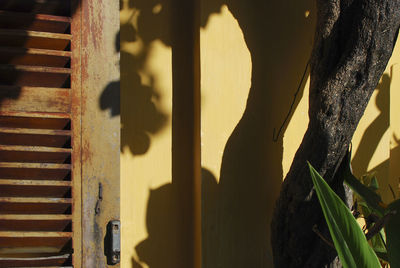 Shadow of tree on wall by window