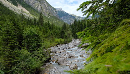 Scenic view of pine trees and mountains against sky