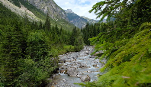 Valley with river waterfall and trees in open nature in lechtal lech austria