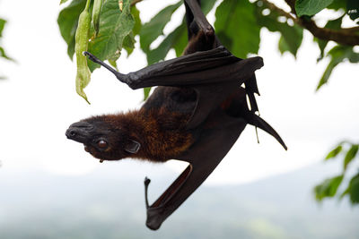 Close-up of a bird