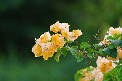 Close-up of yellow flowering plant