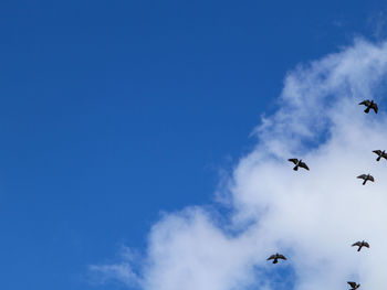 Low angle view of birds flying in sky