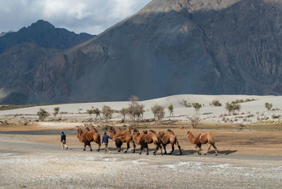 Horses on mountains against sky