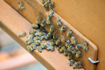 High angle view of bee on wood