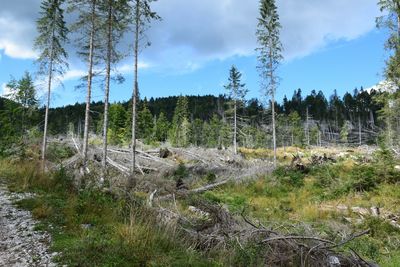 Panoramic shot of trees on field against sky